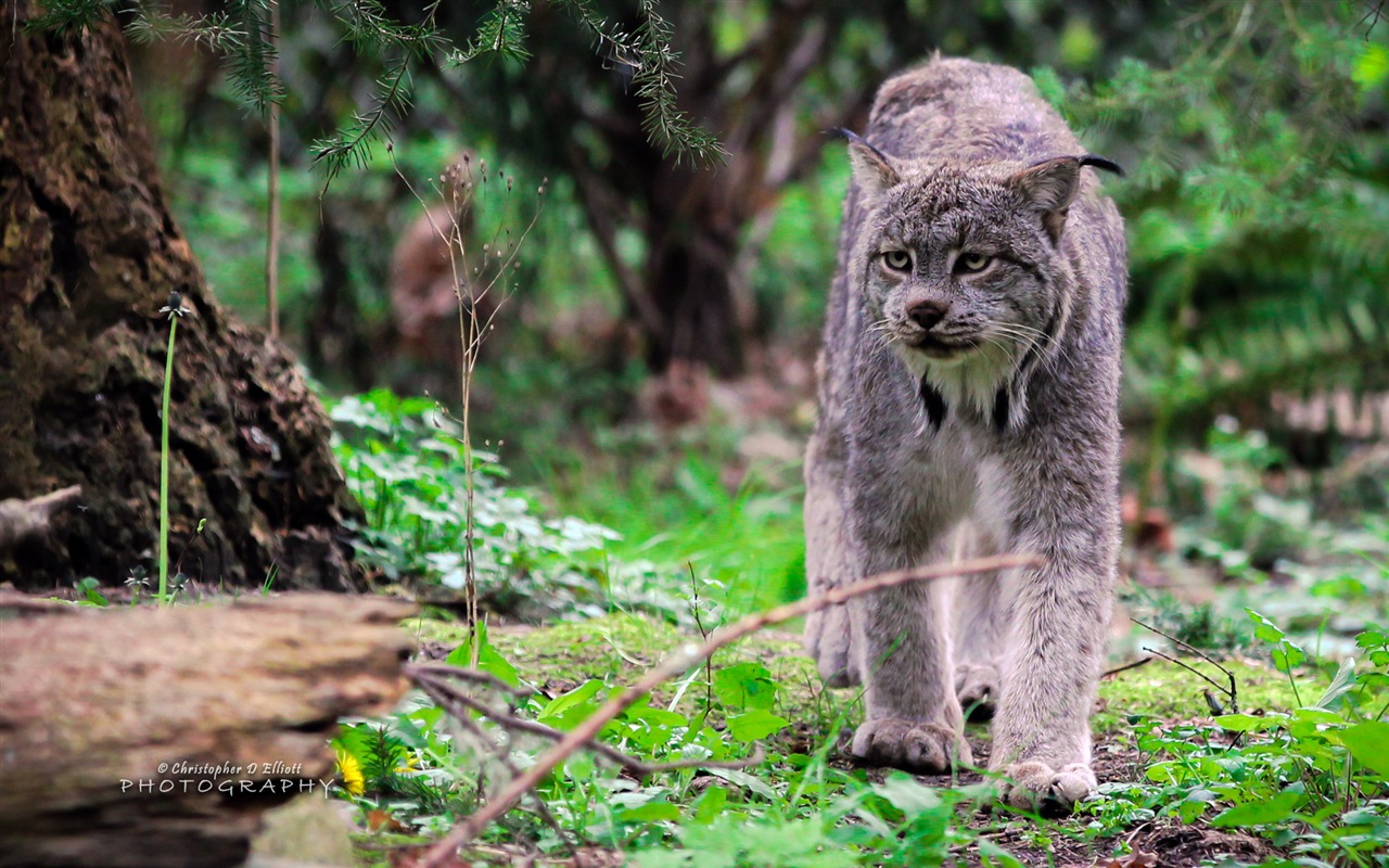 Windows 8主題，野生動物 高清壁紙 #6 - 1280x800