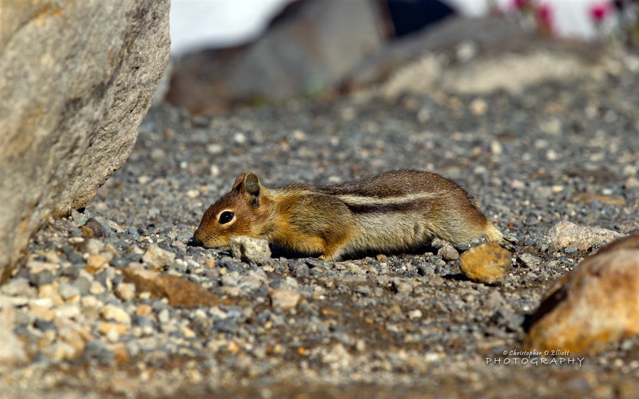 Windows 8主題，野生動物 高清壁紙 #7 - 1280x800