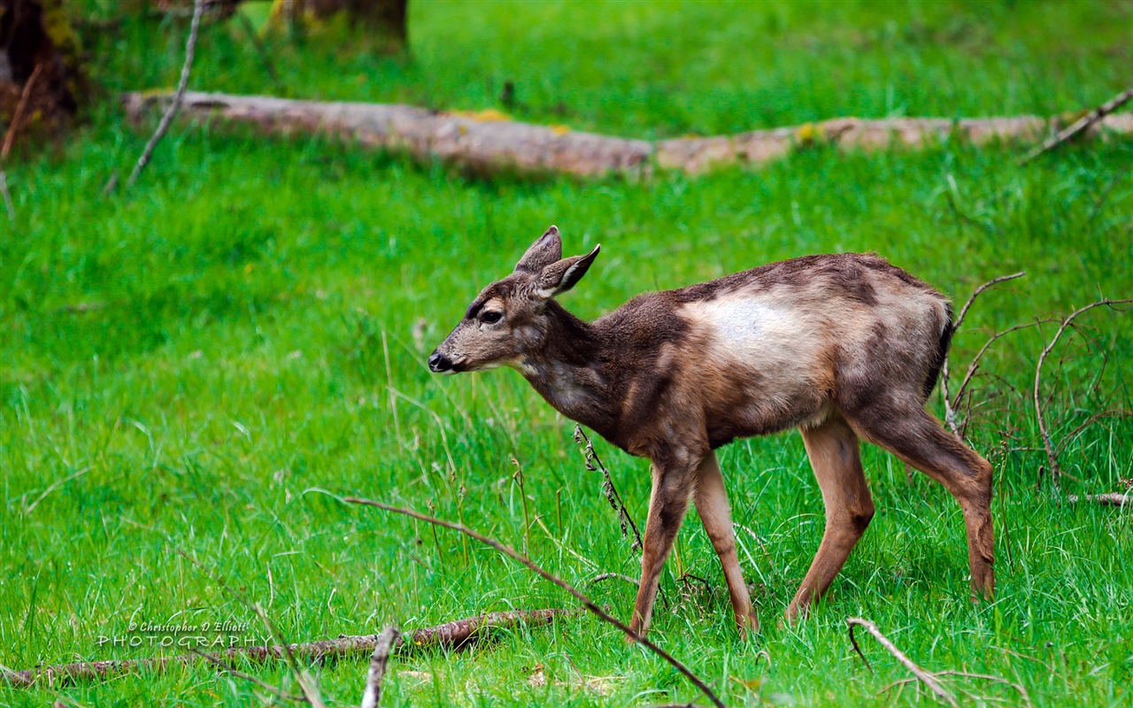 Windows 8 thèmes, fonds d'écran HD de la faune #10 - 1280x800