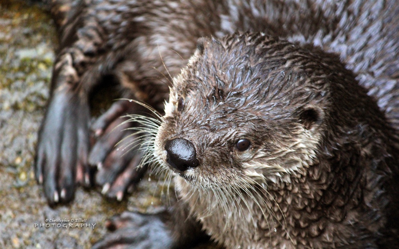 Windows 8主題，野生動物 高清壁紙 #11 - 1280x800