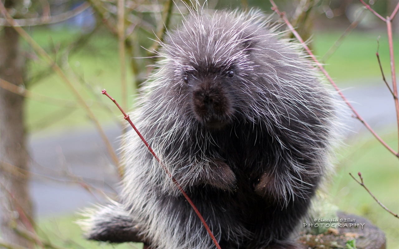 Windows 8主題，野生動物 高清壁紙 #14 - 1280x800