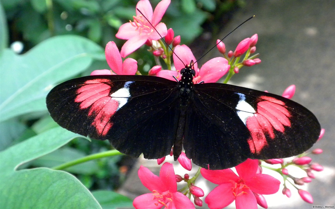 Windows 8 theme wallpaper, insects world #7 - 1280x800