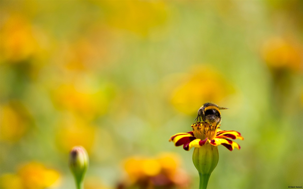 Windows 8主題壁紙，昆蟲的世界 #10 - 1280x800