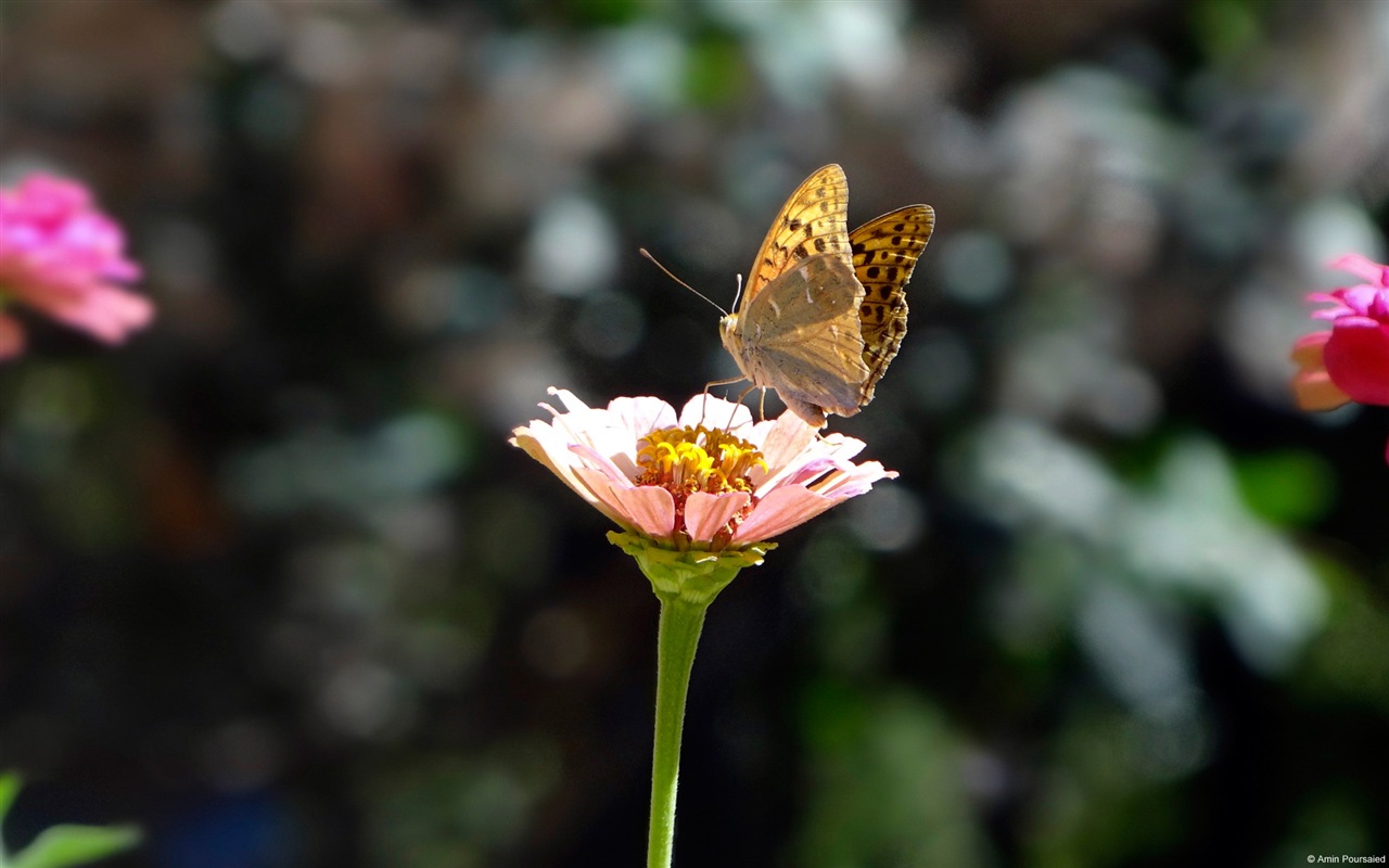 Windows 8主題壁紙，昆蟲的世界 #15 - 1280x800