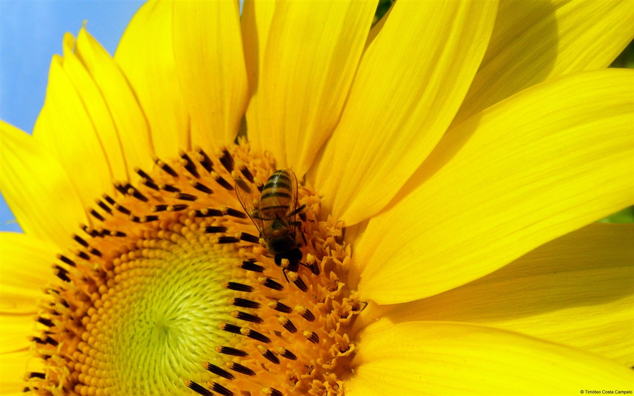 Windows 8 fond d'écran thème, insectes monde #20 - 1280x800