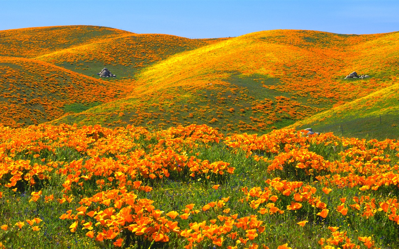 Belle couleur, décor naturel de fonds d'écran HD #4 - 1280x800