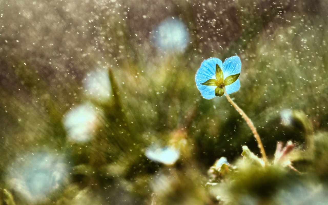 Frühlingsblumen blühen HD Wallpaper #2 - 1280x800