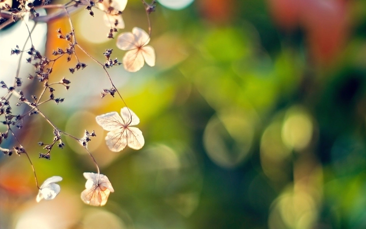 Frühlingsblumen blühen HD Wallpaper #11 - 1280x800