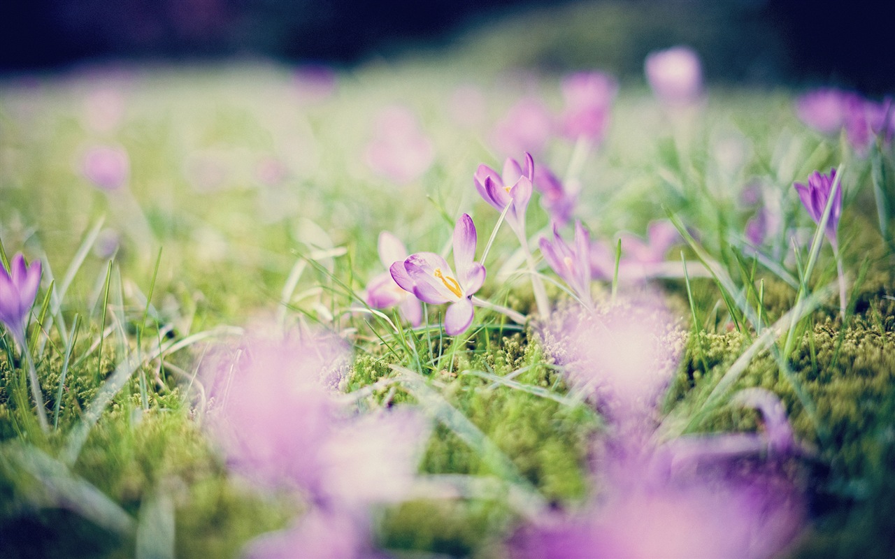 Frühlingsblumen blühen HD Wallpaper #14 - 1280x800