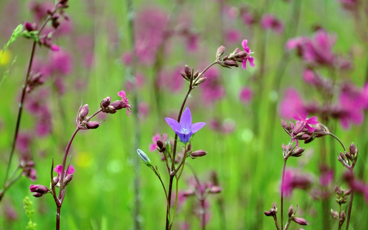 Frühlingsblumen blühen HD Wallpaper #16 - 1280x800