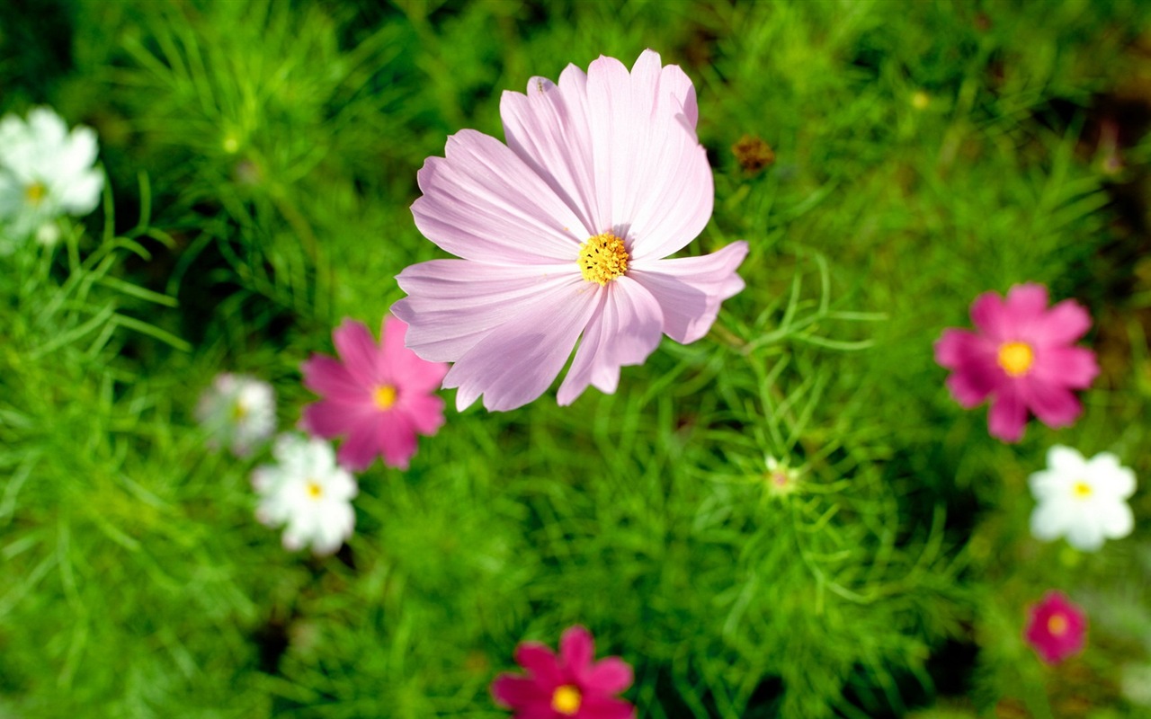 Fleurs de printemps fleurissent fonds d'écran HD #18 - 1280x800