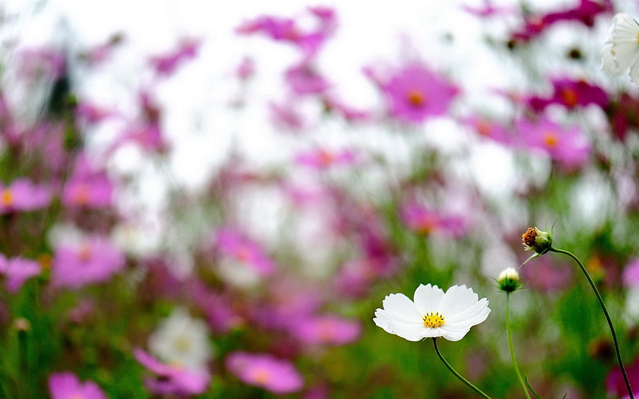 Fleurs de printemps fleurissent fonds d'écran HD #19 - 1280x800