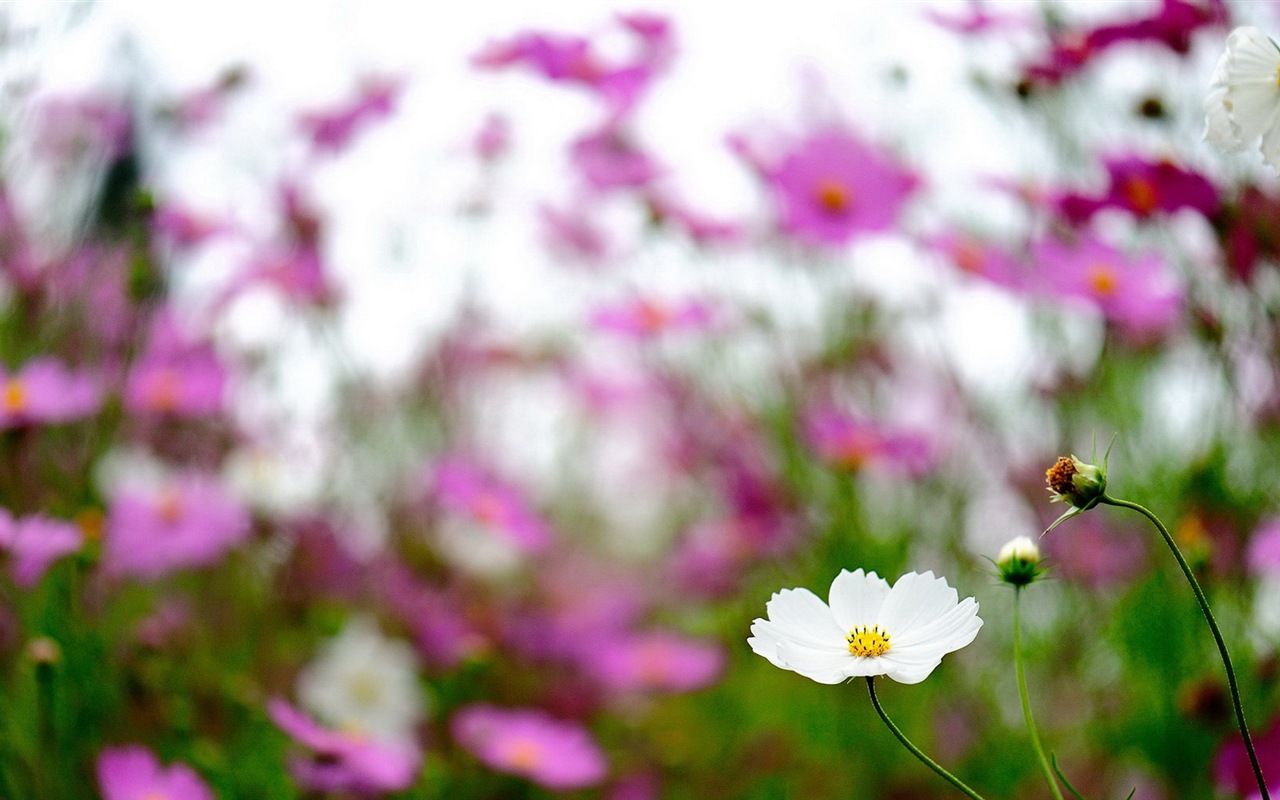 春天百花盛开 高清壁纸19 - 1280x800