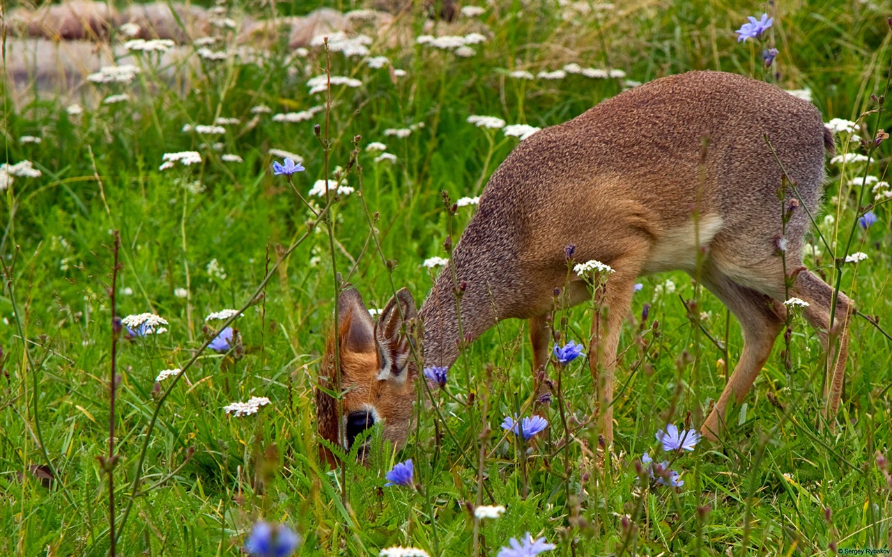 動物の楽しい、Windows 8のHDの壁紙 #2 - 1280x800