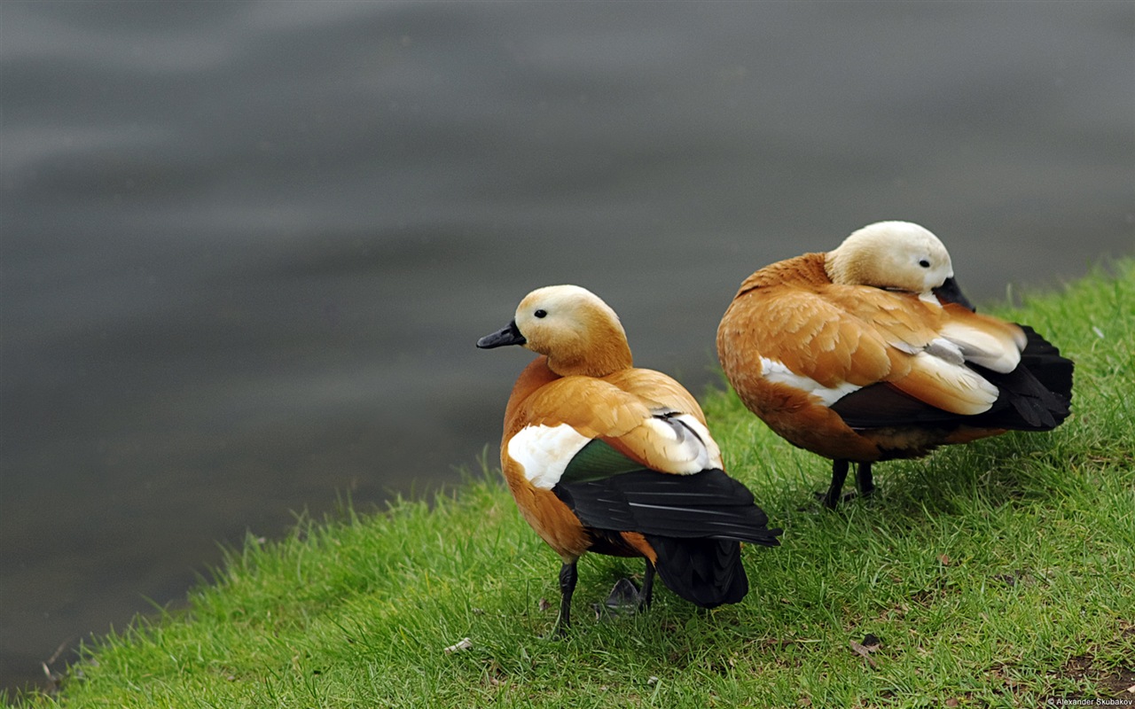 動物の楽しい、Windows 8のHDの壁紙 #3 - 1280x800