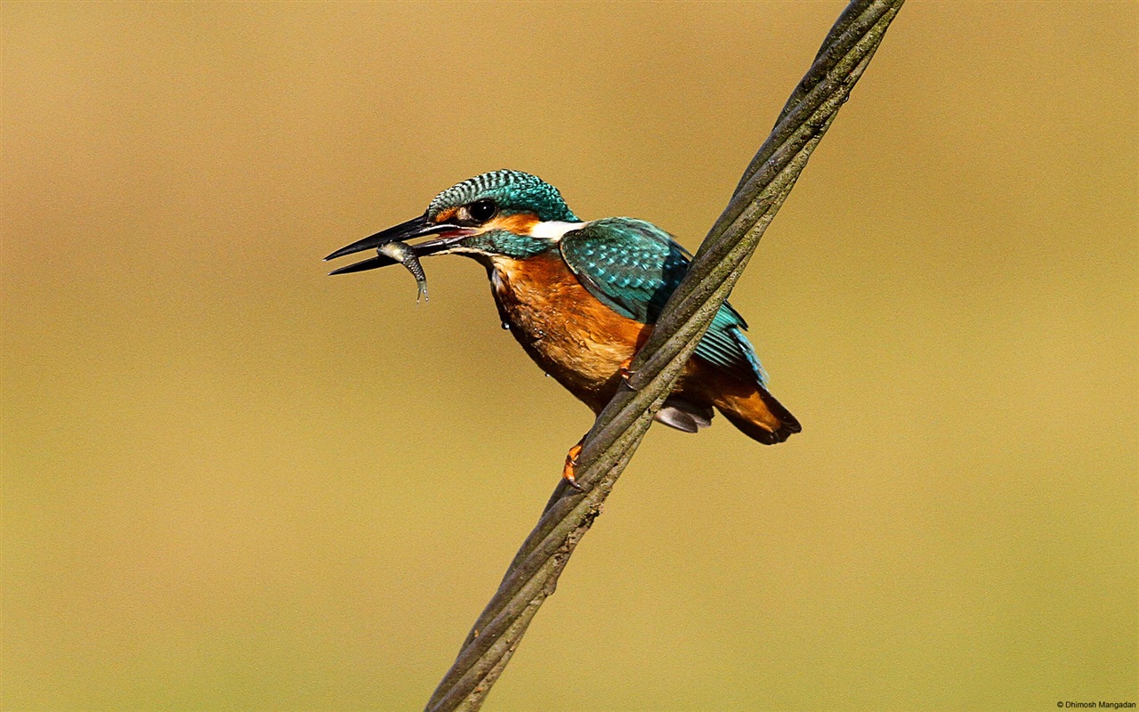 Divertidas de los animales, de Windows 8 fondos de pantalla de alta definición #10 - 1280x800