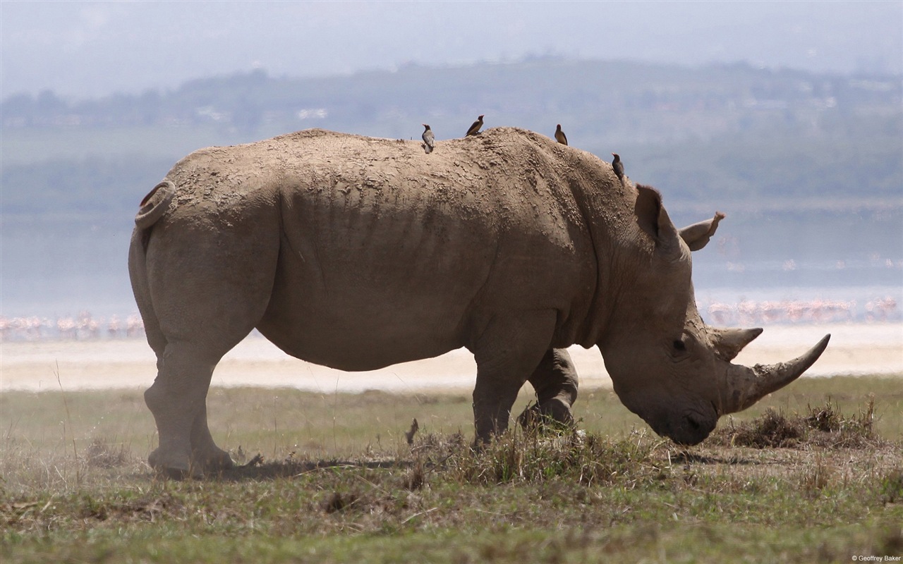 Divertidas de los animales, de Windows 8 fondos de pantalla de alta definición #16 - 1280x800