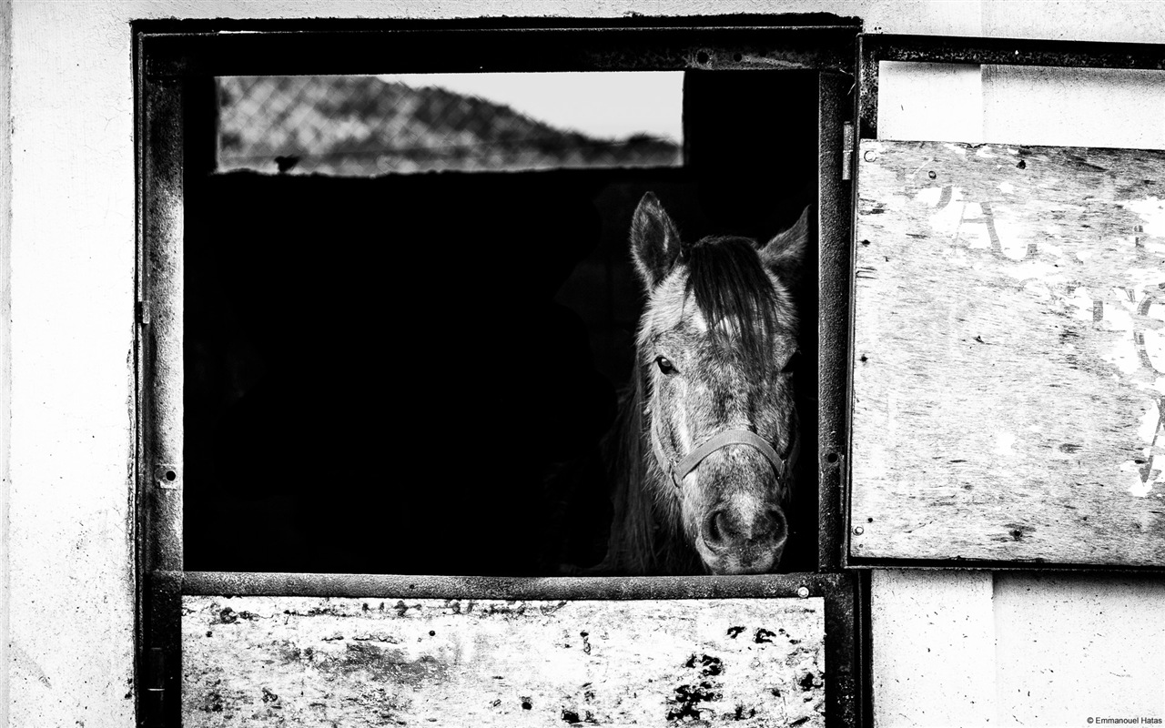 Divertidas de los animales, de Windows 8 fondos de pantalla de alta definición #19 - 1280x800