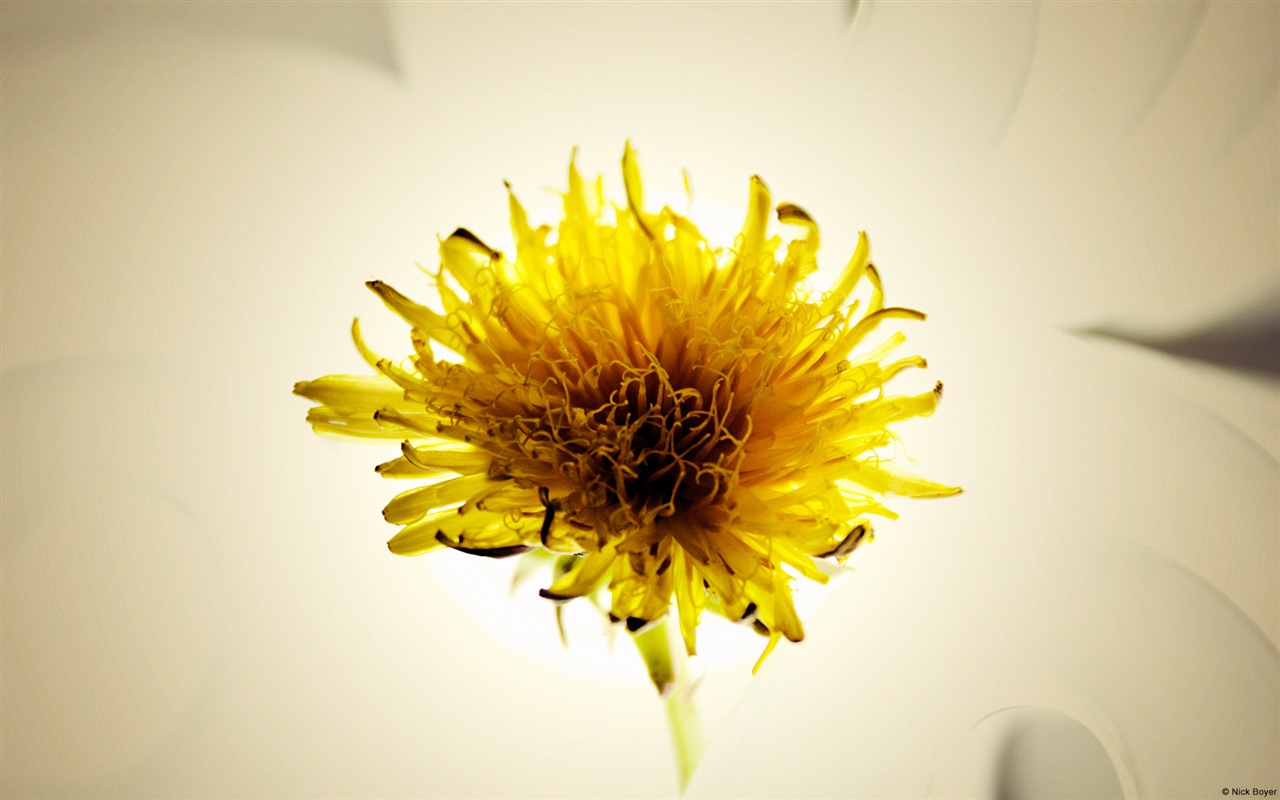 Umělecké fotografie, Windows 8 HD tapety na plochu #8 - 1280x800
