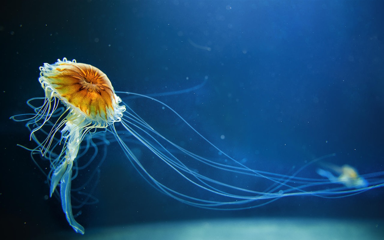 Windows 10 HD kolekce tapetu (2) #7 - 1280x800
