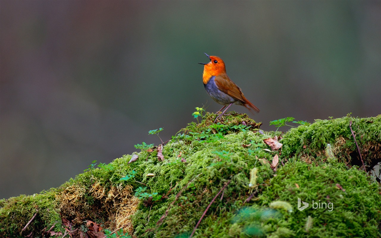 Abril de 2015 fondos de pantalla HD Bing #8 - 1280x800