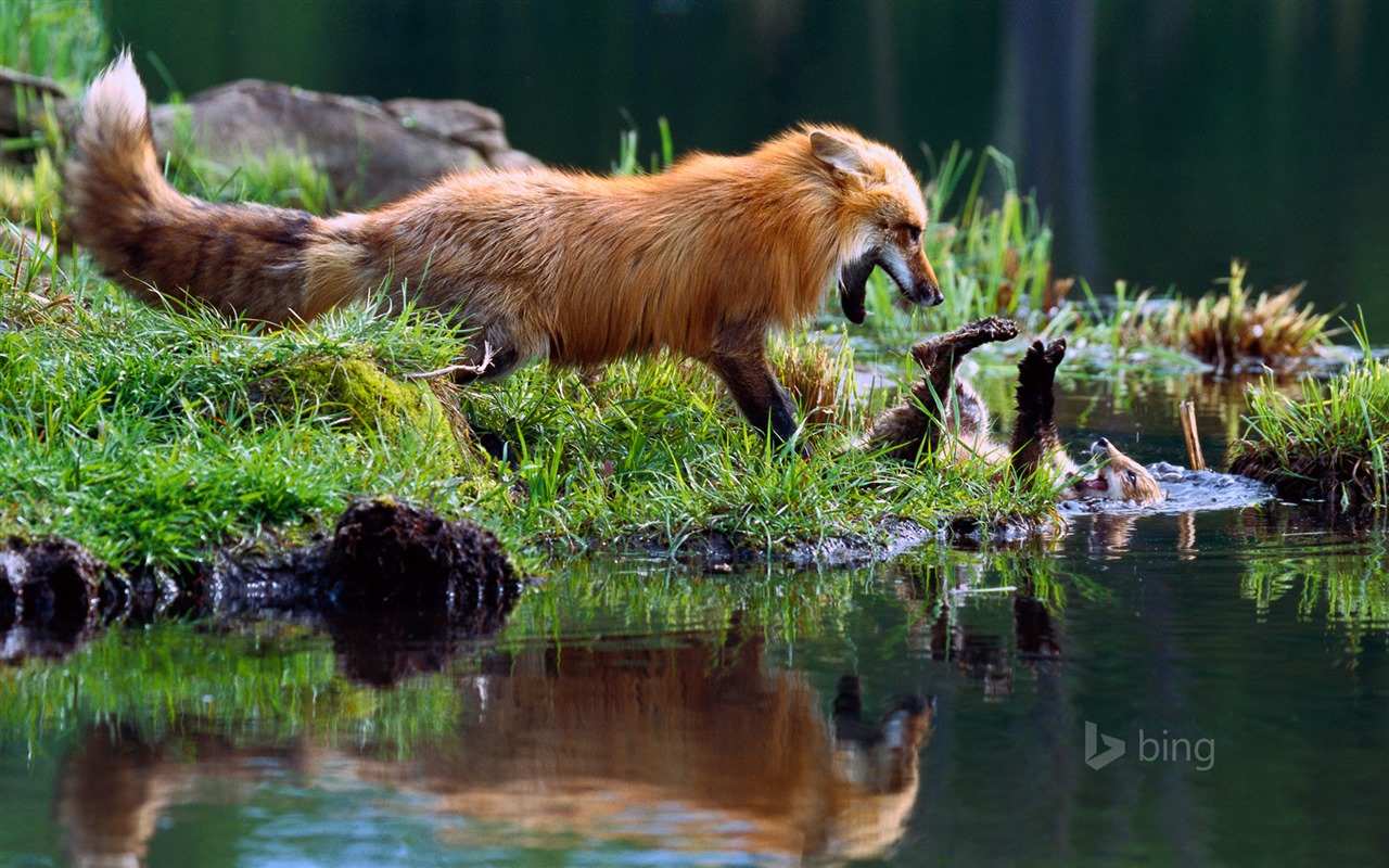 Abril de 2015 fondos de pantalla HD Bing #9 - 1280x800