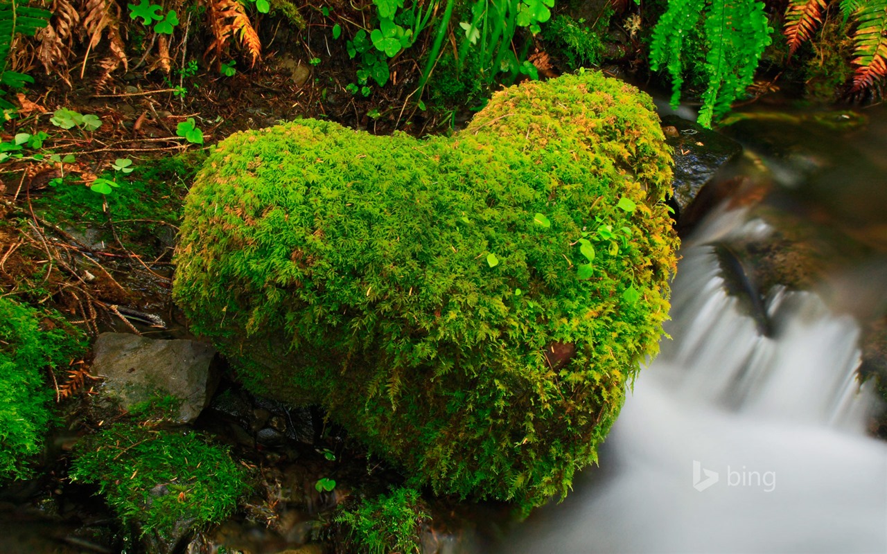 Abril de 2015 fondos de pantalla HD Bing #20 - 1280x800