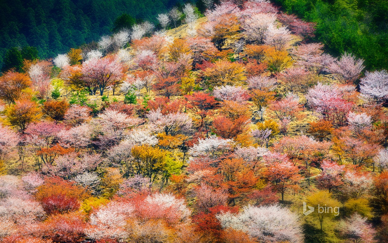 Abril de 2015 fondos de pantalla HD Bing #21 - 1280x800