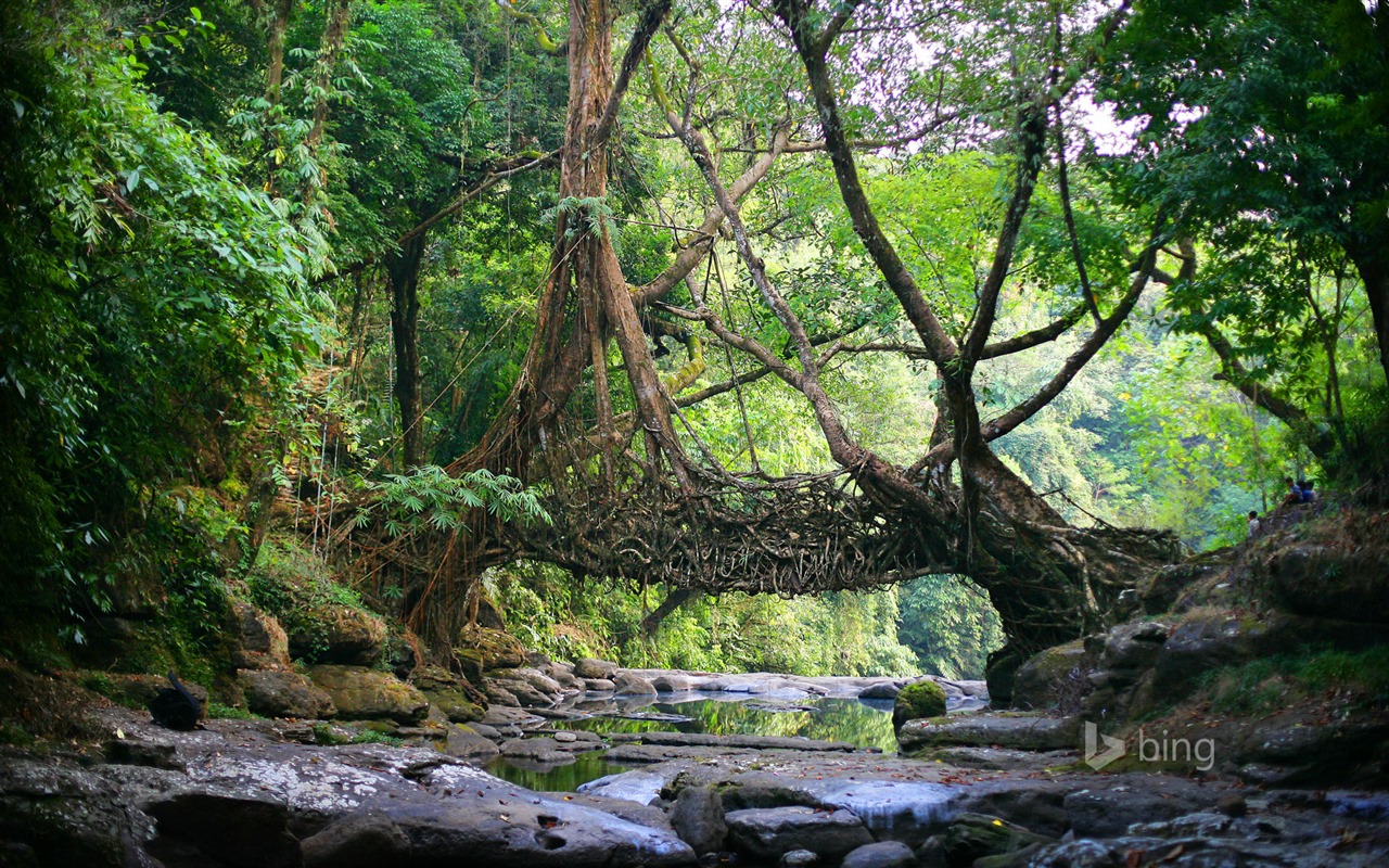May 2015 Bing HD wallpapers #7 - 1280x800
