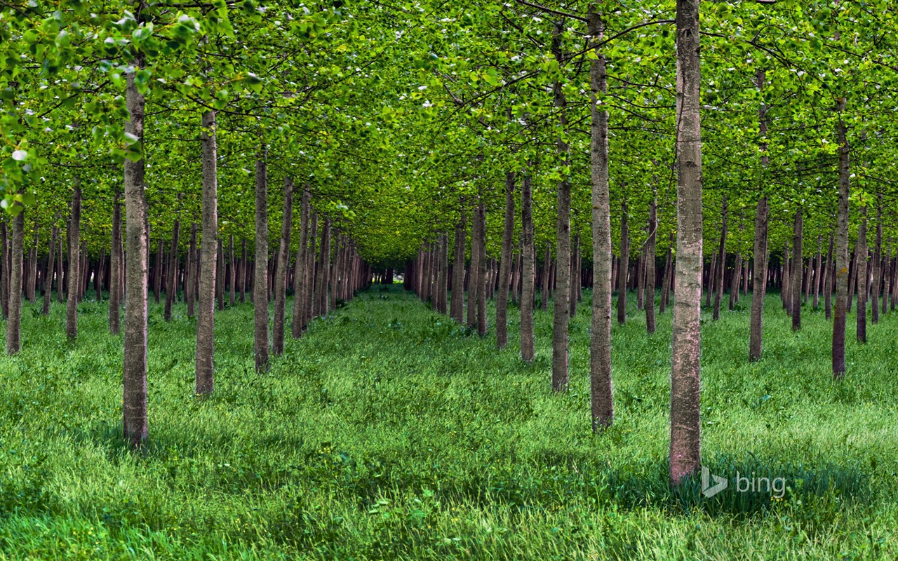 Mai 2015 fonds d'écran HD Bing #28 - 1280x800