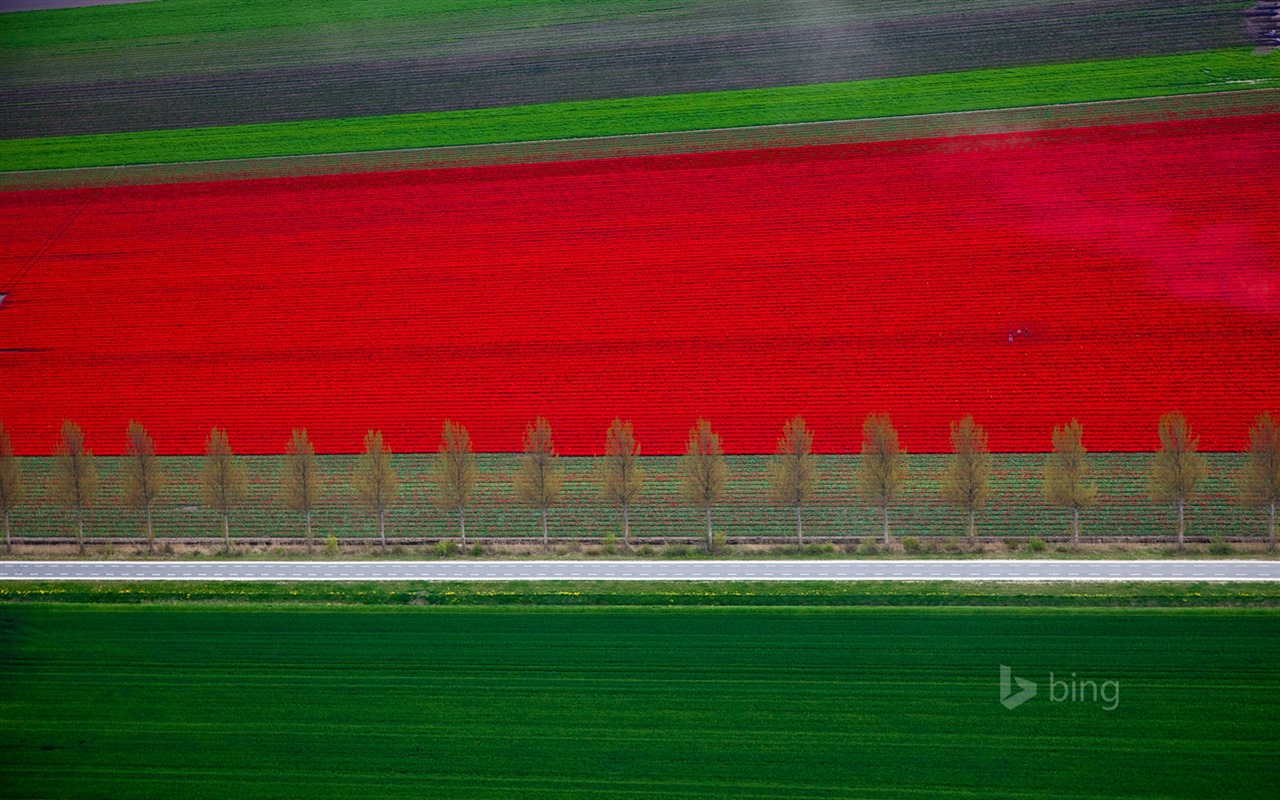 Mai 2015 fonds d'écran HD Bing #30 - 1280x800