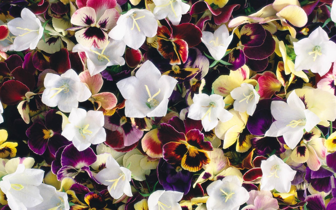 美麗的鮮花與露水 高清壁紙 #3 - 1280x800