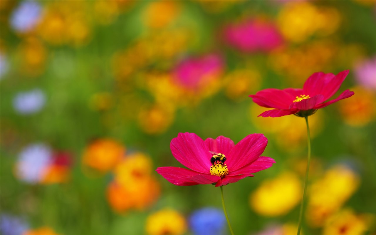 美麗的鮮花與露水 高清壁紙 #8 - 1280x800