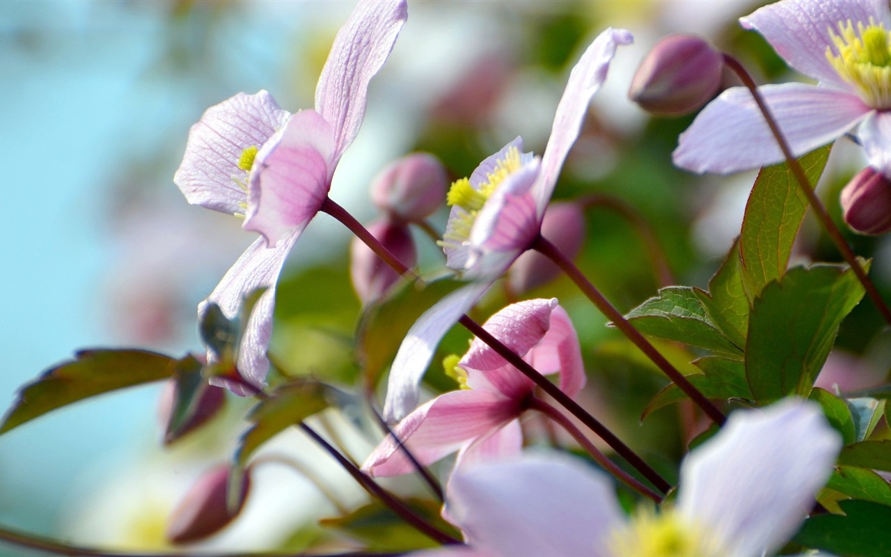 美麗的鮮花與露水 高清壁紙 #17 - 1280x800