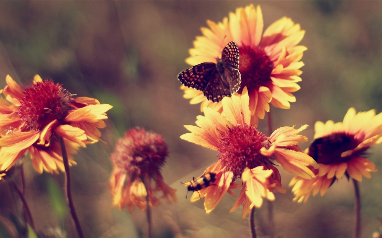 Hermosas flores con fondos de pantalla de alta definición de rocío #19 - 1280x800