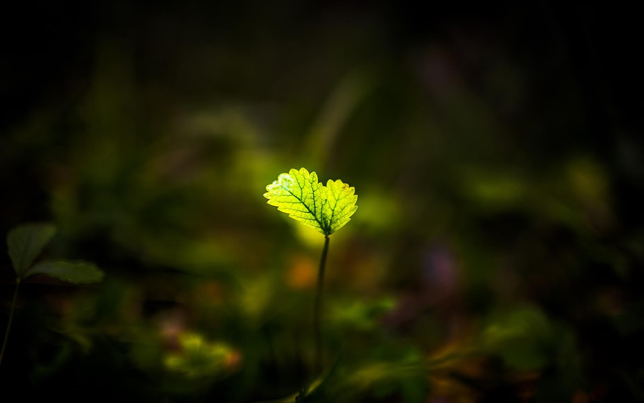 美麗的鮮花與露水 高清壁紙 #21 - 1280x800