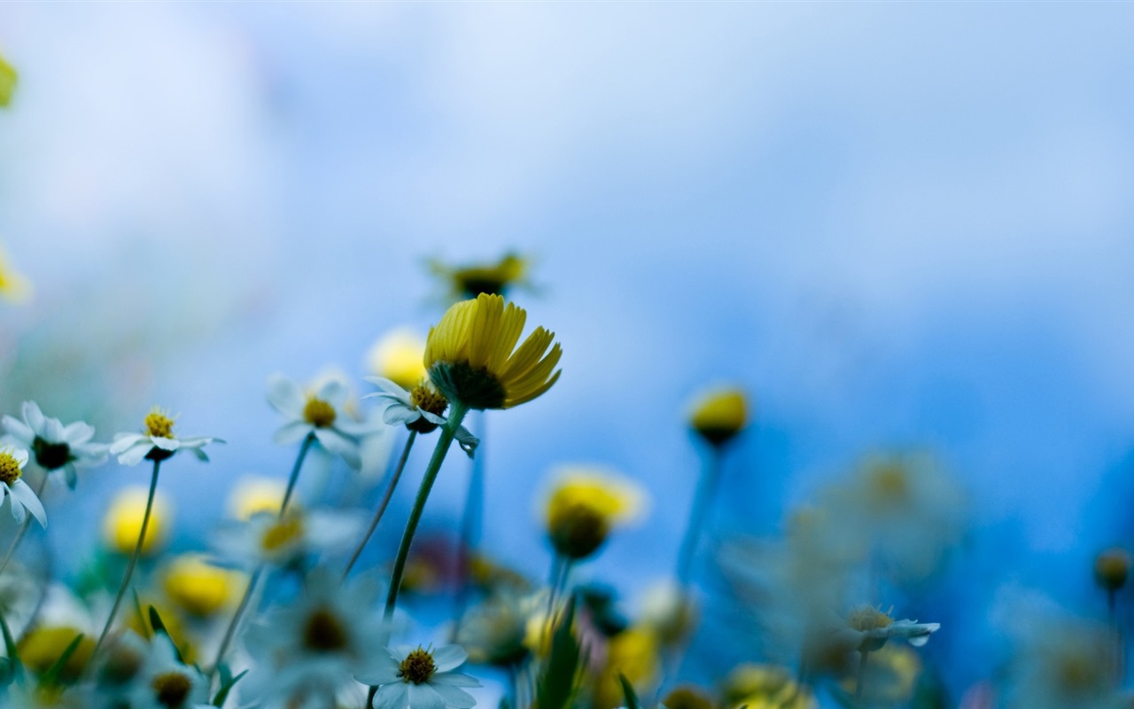 Belles fleurs fonds d'écran avec la rosée HD #25 - 1280x800