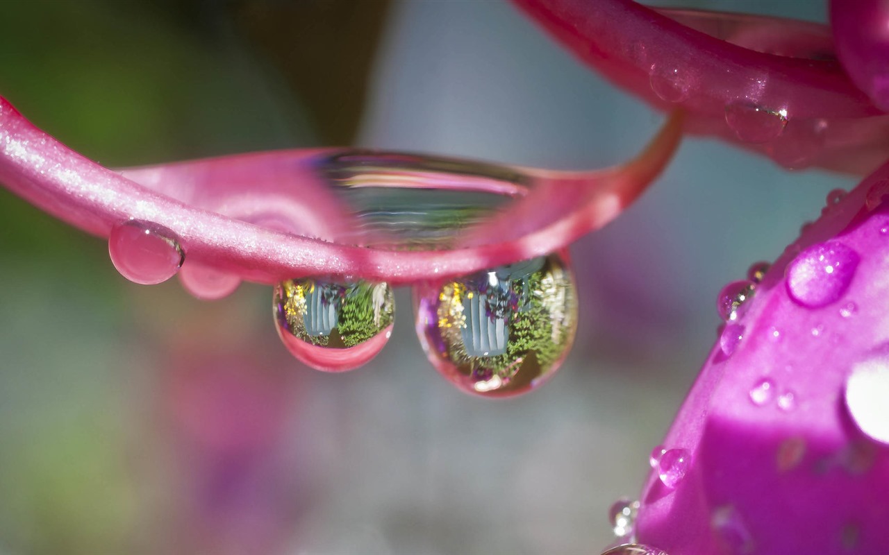 美丽的鲜花与露水 高清壁纸27 - 1280x800