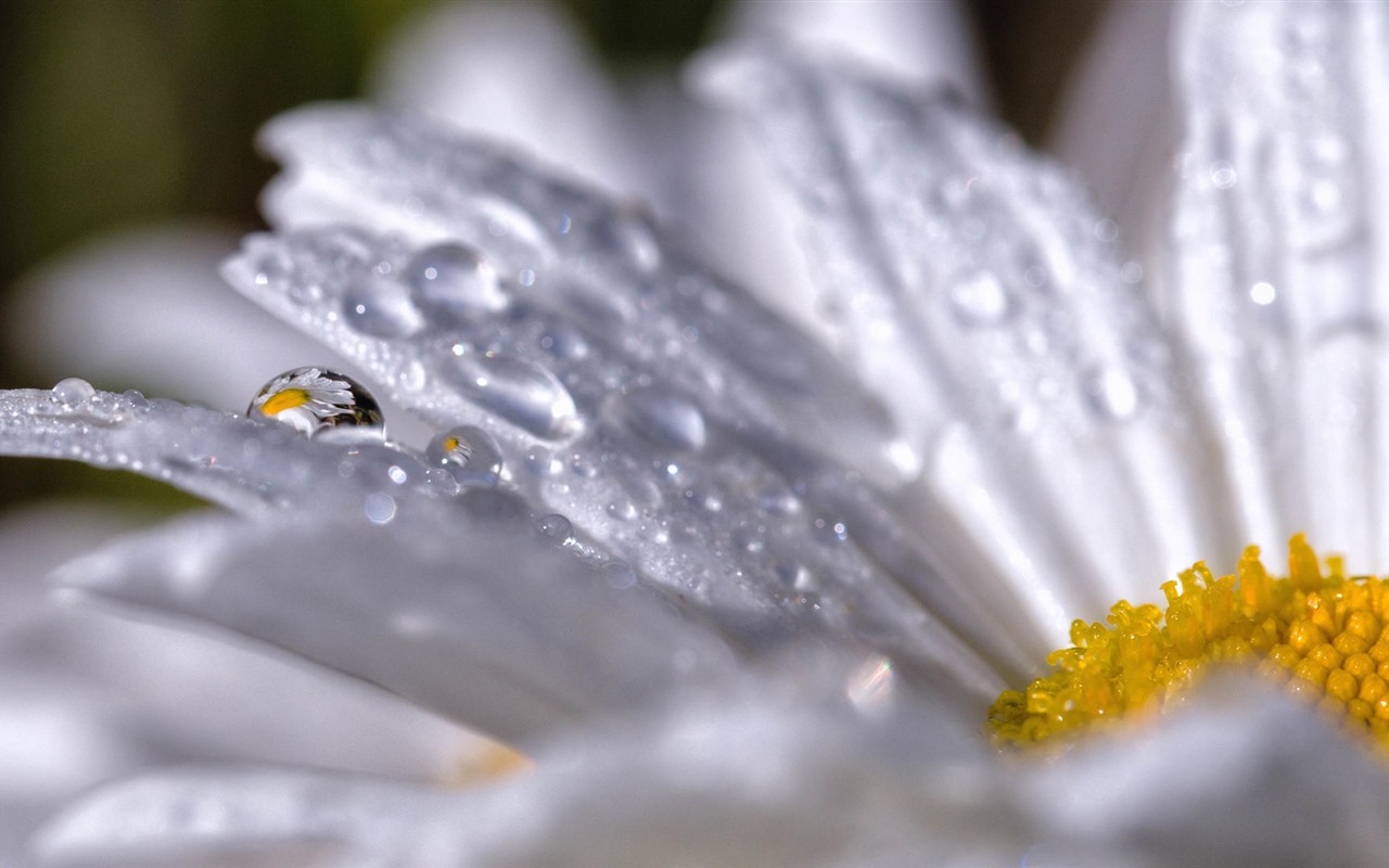 Belles fleurs fonds d'écran avec la rosée HD #28 - 1280x800