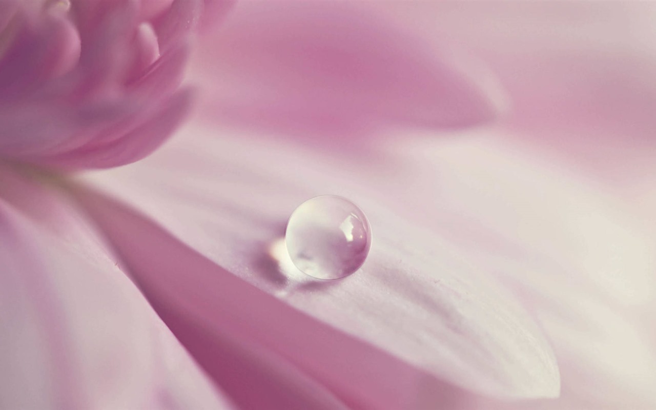 Beautiful flowers with dew HD wallpapers #29 - 1280x800