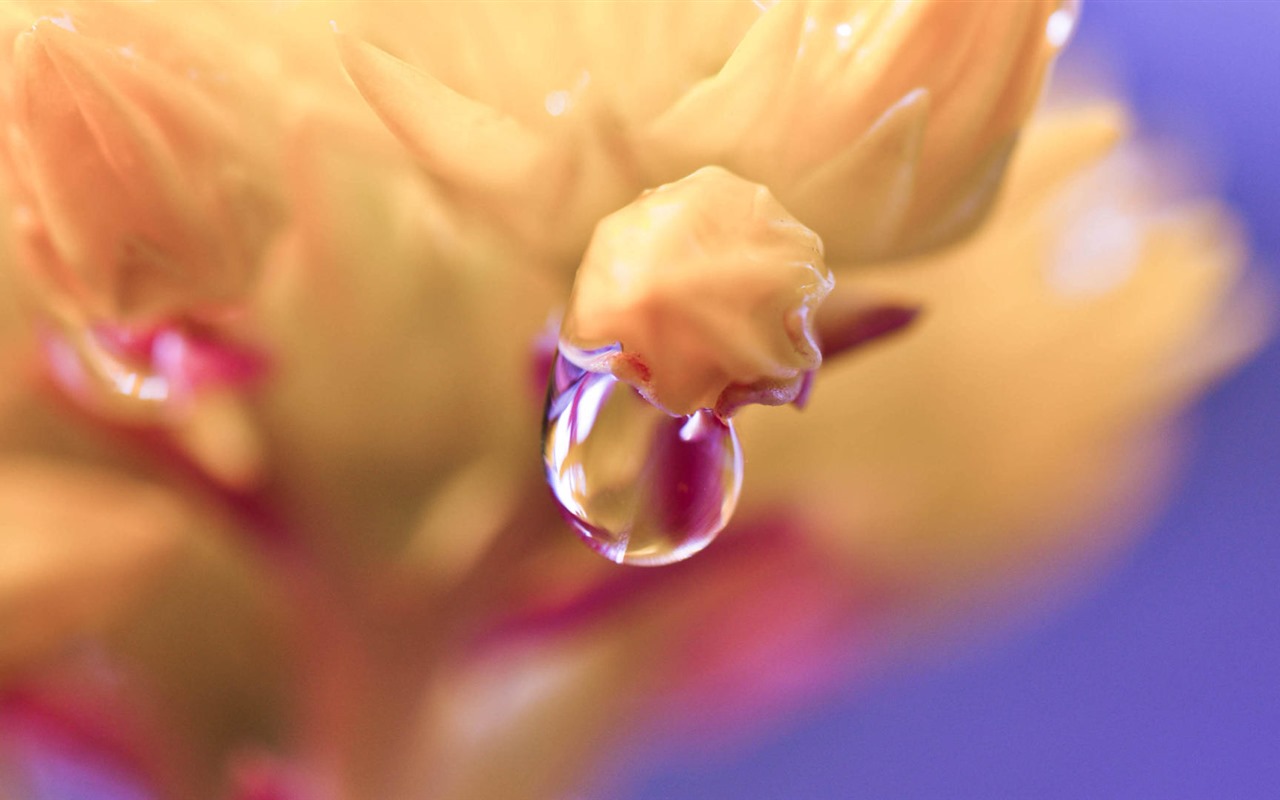 Beautiful flowers with dew HD wallpapers #30 - 1280x800