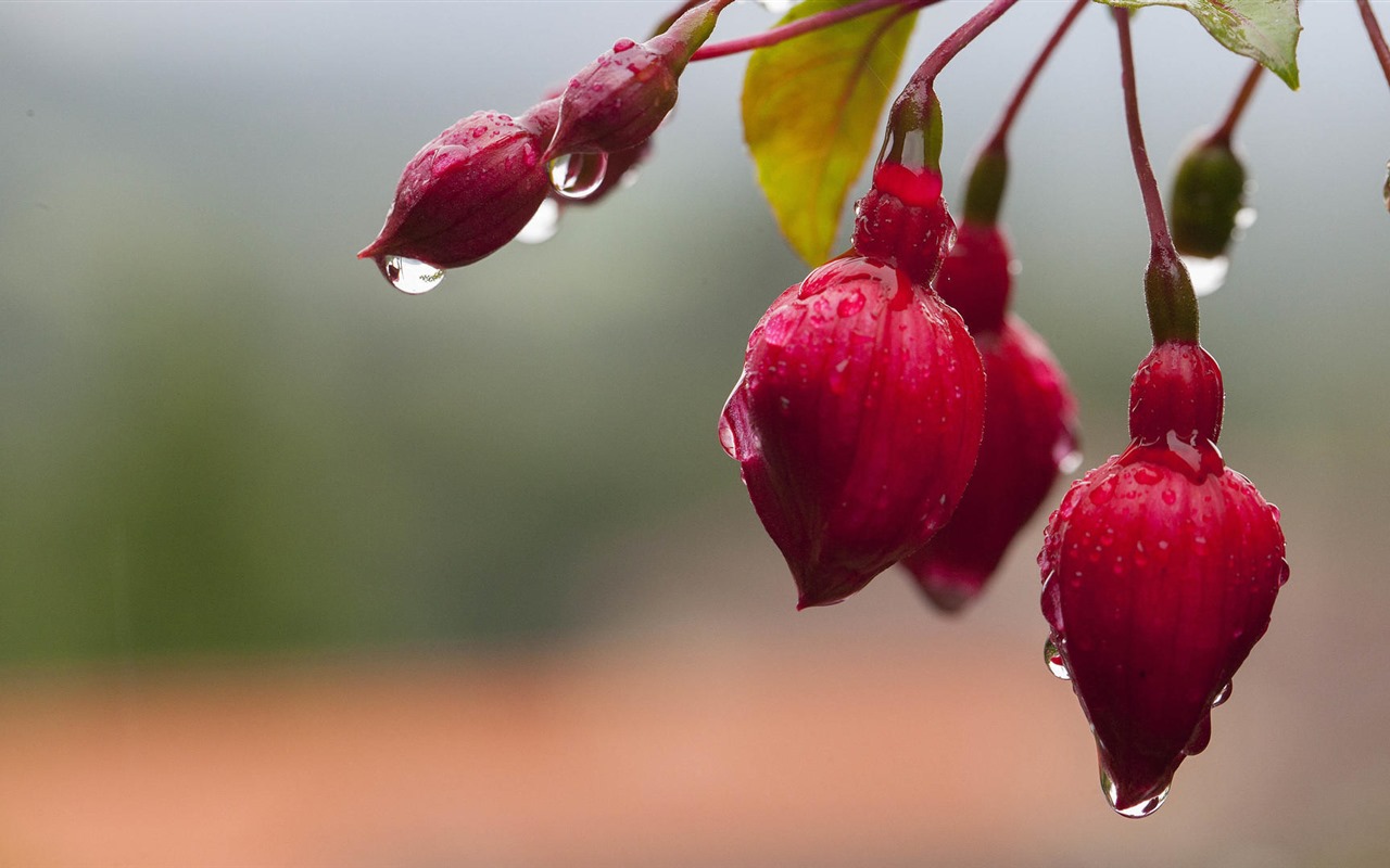 Beautiful flowers with dew HD wallpapers #31 - 1280x800