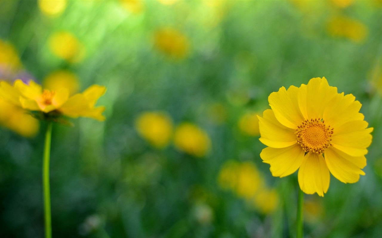 美丽的鲜花与露水 高清壁纸32 - 1280x800