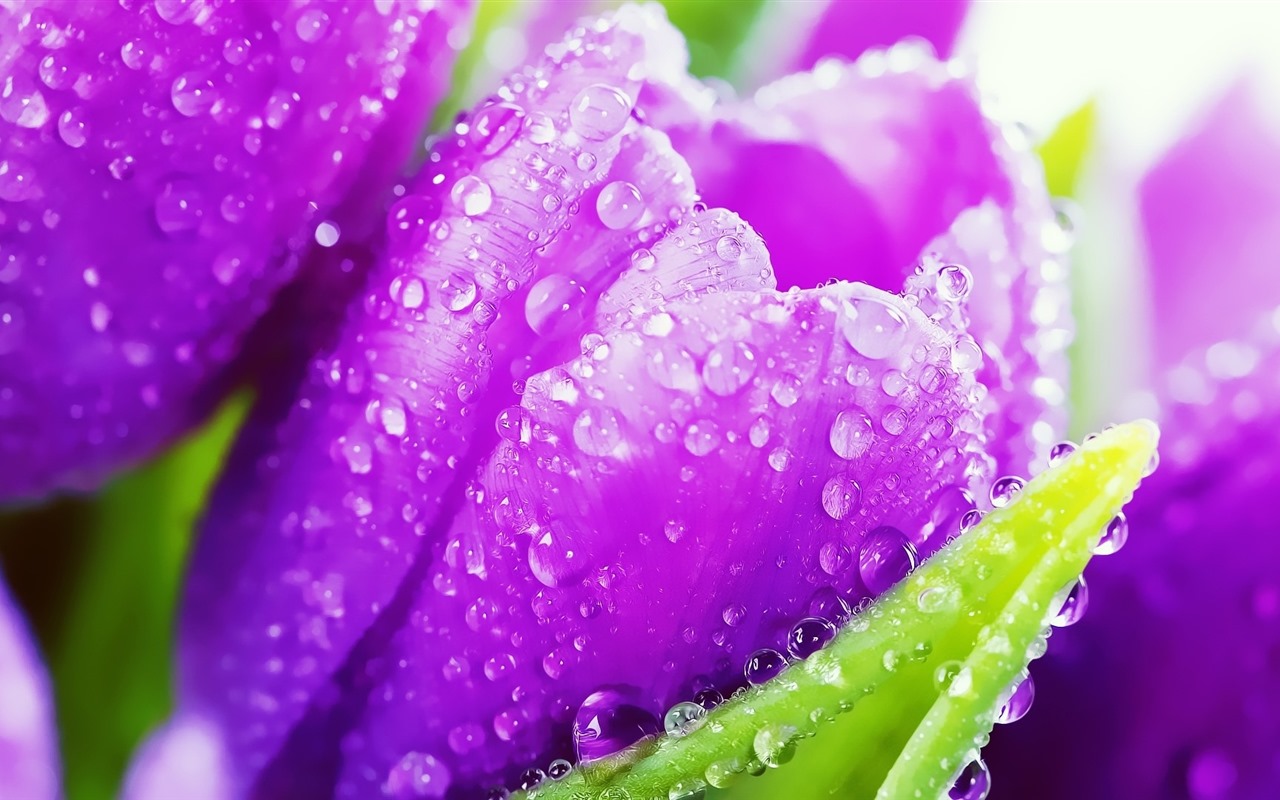 Beautiful flowers with dew HD wallpapers #34 - 1280x800
