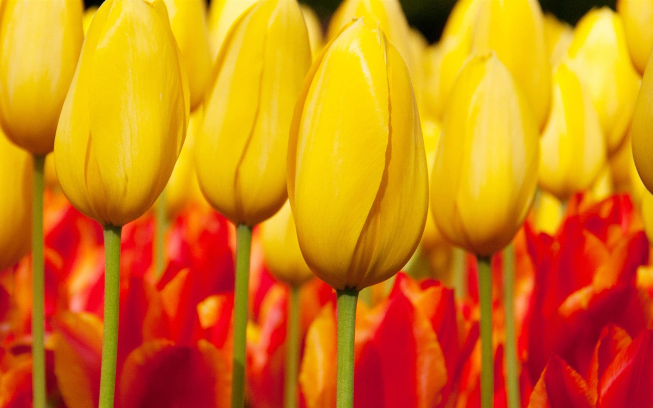 Fonds d'écran HD tulipes fleurs fraîches et colorées #4 - 1280x800