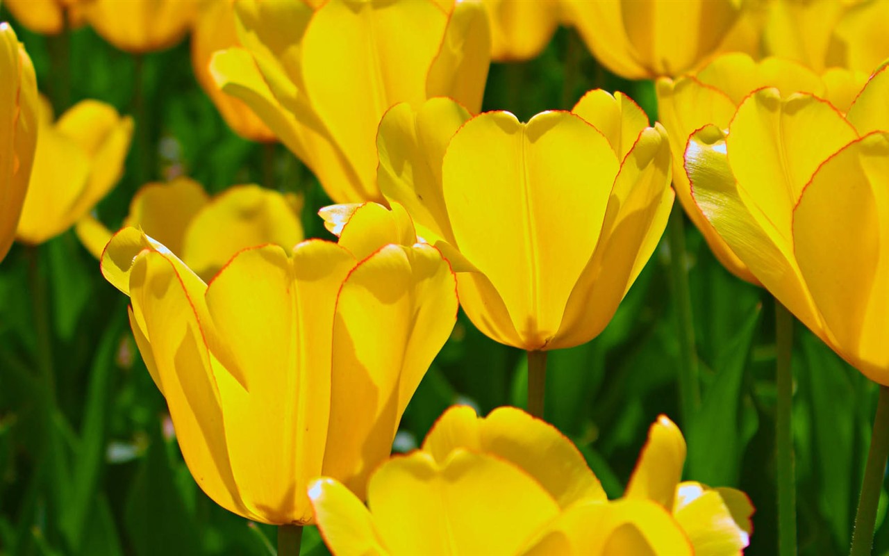 Čerstvé a barevné tulipány květinové HD tapety na plochu #5 - 1280x800