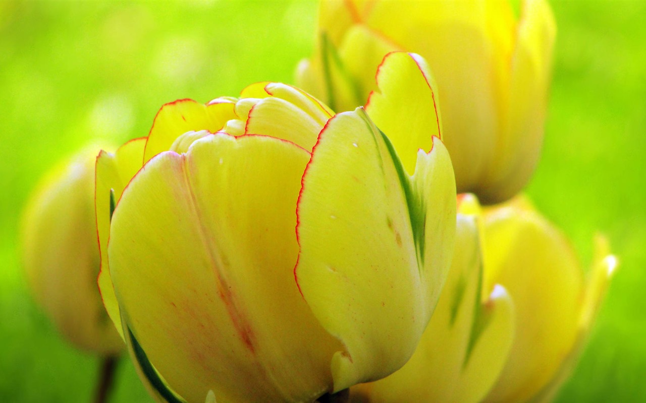 清新多彩的鬱金香花 高清壁紙 #6 - 1280x800