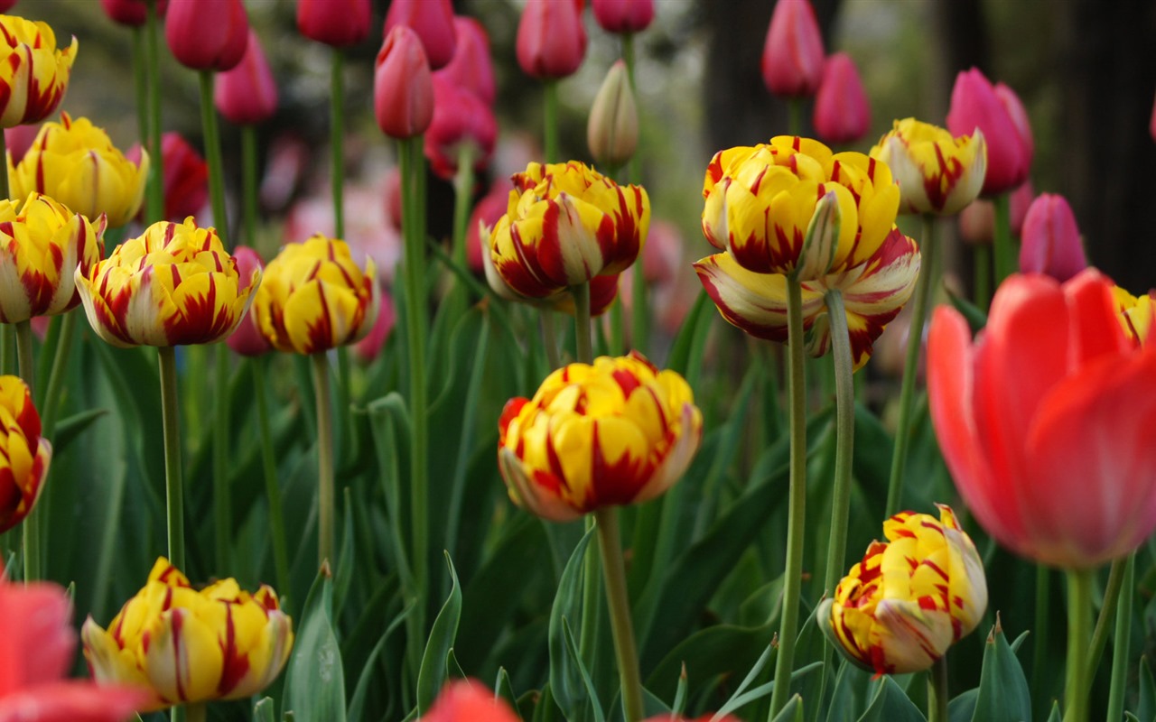 Fonds d'écran HD tulipes fleurs fraîches et colorées #7 - 1280x800