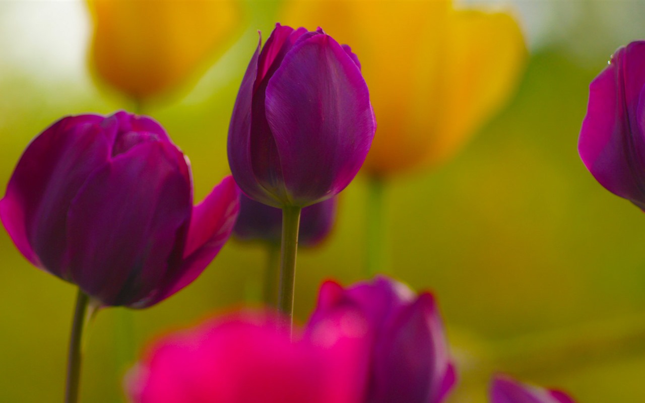 Fonds d'écran HD tulipes fleurs fraîches et colorées #9 - 1280x800