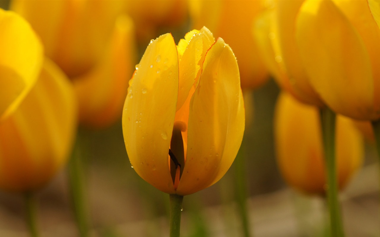 Fondos de pantalla HD de flores tulipanes frescos y coloridos #10 - 1280x800